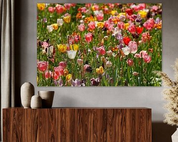 Kleurrijke bloeiende tulpen, (Tulipa), perk, Duitsland