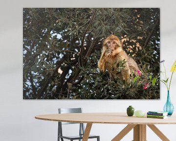 Curious Barbary Macaque in Morocco by Tobias van Krieken