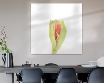 Onluikende amaryllis, een echte bloem om met de kerstdagen aan iemand cadeau te doen van Shop bij Rob