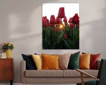 Sonnenbadende Tulpen auf dem Tulpenfeld von Sander van Hemert