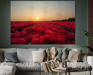 Pink tulip field under sunrise by Sander van Hemert