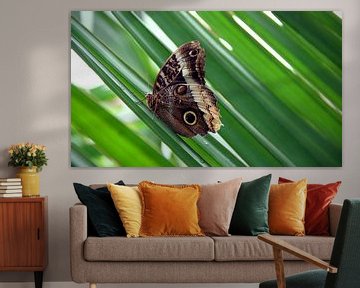 Butterfly on reed plant. by Floyd Angenent