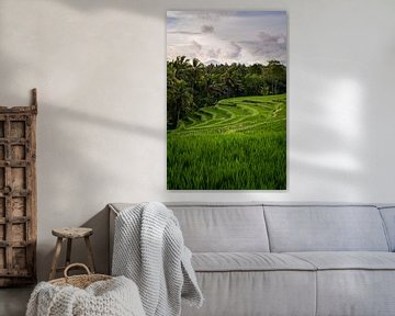 Rice field with mountains in Ubud | Bali