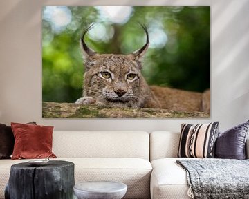 Lynx on the lookout. by Michar Peppenster