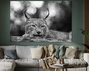 Lynx couché