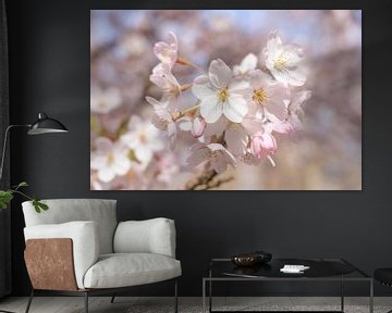 Zachte pastel kleuren kersenbloesem - sakura botanische natuur fotografie van Christa Stroo fotografie