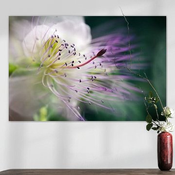 Kapernblüte von Martine Affre Eisenlohr