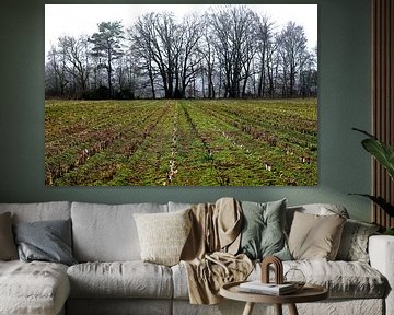 Kale akker met bomenrij