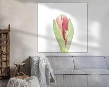 The second life of my red Amaryllis by foto by rob spruit