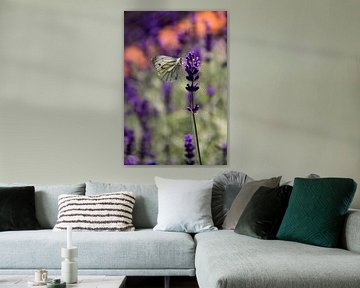 Butterfly on Lavender. by Floyd Angenent