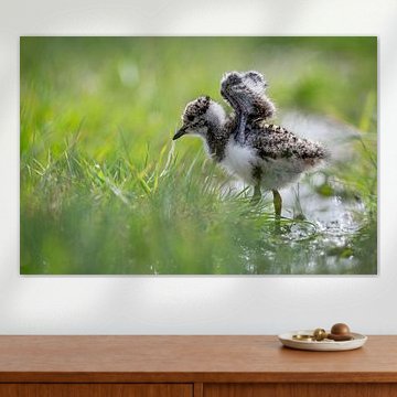 Petite poulette vulnérable d'un vanneau