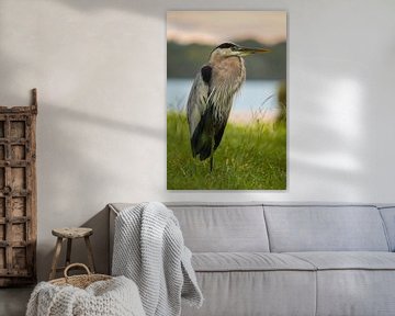 Reiger van het moeras