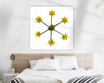 A Sextet of Daffodil Flowers by Hans Kool