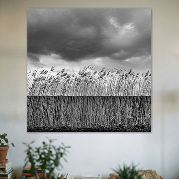 Schilf entlang des Deiches