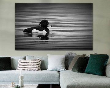 The tufted duck by Maickel Dedeken