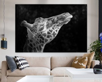 Giraffe in het ochtendzonnetje. van Patrick Löbler