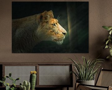 Een Aziatische leeuw in het ochtendzonnetje. van Patrick Löbler