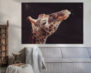 Giraffe in het ochtendzonnetje. van Patrick Löbler