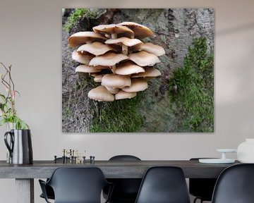 Paddestoelen op boom by richard de bruyn