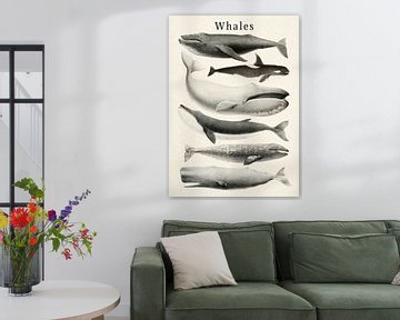 Collectie Walvissen van Gal Design
