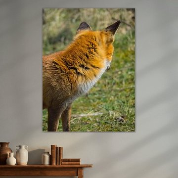 Der Rücken eines Fuchses