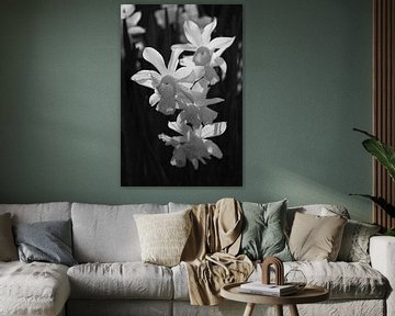 Witte Narcissen met achtergrondverlichting op zwart van Imladris Images