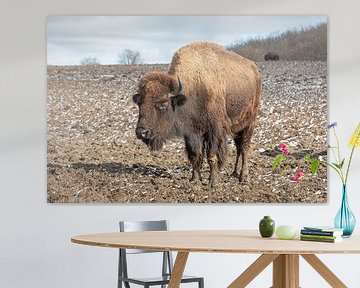 Bison bull by t.ART