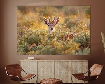 fallow deer by Pim Leijen