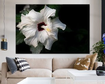 White hibiscus in the rainforest by Ulrike Leone