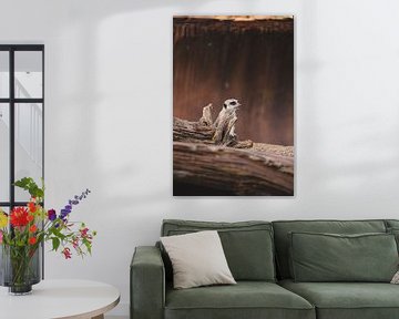 Meerkats standing guard