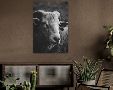 Portrait en noir et blanc du mouton Quincy sur Ken Tempelers