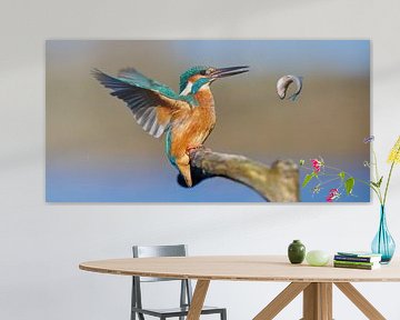 Kingfisher - Die große Flucht