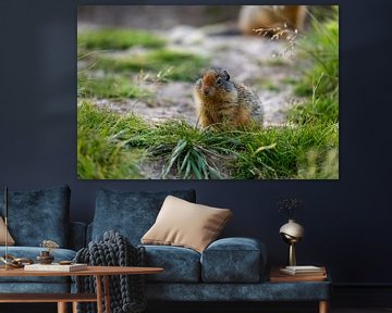 Arctic ground squirrel in Canada by Roland Brack