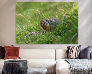 Arctic ground squirrel in Canada by Roland Brack