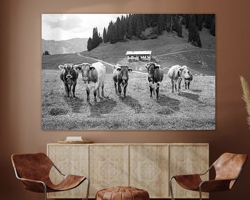 Een kleurrijk mengsel van Alpenvee in zwart en wit van kuh-bilder.de