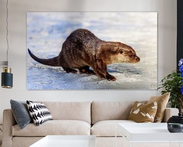 Otter (Lutra lutra) by Dirk Rüter