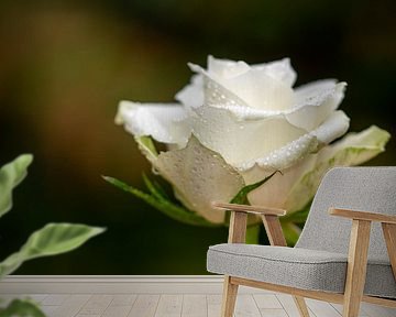 Witte roos met kleine druppels voor een zachte achtergrond van Robin Verhoef