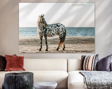 Appaloosa paard portret op strand van Shirley van Lieshout