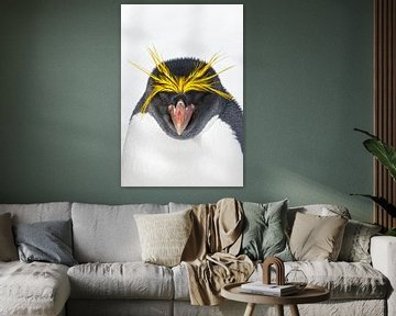 Macaroni Penguin, Eudyptes chrysolophus by Beschermingswerk voor aan uw muur
