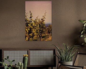 Wijngaardlandschap bij zonsondergang van Catalina Morales Gonzalez