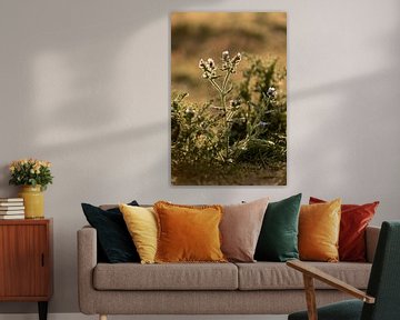 paarse bloemen met ondergaande zon | botanische kunst van Karijn | Fine art Natuur en Reis Fotografie
