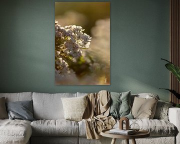 Blossom on a tidal island | botanical art
