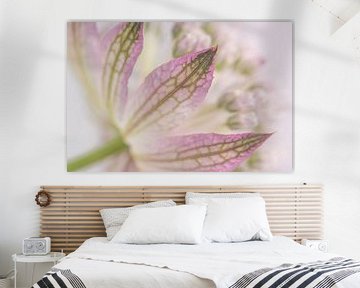 Lentegevoel: Pastelkleurig bloemblaadje van het Zeeuws Knoopje (Astrantia Major) van Marjolijn van den Berg