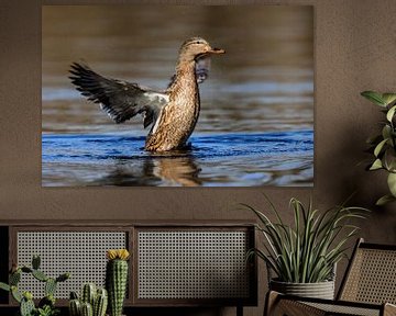 Canard colvert (Anas platyrhynchos) sur Dirk Rüter