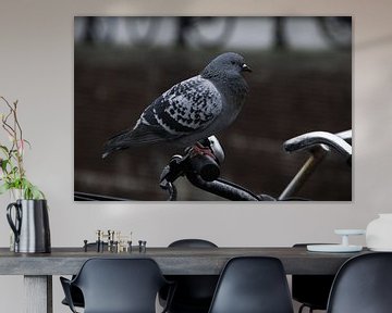 The Dove