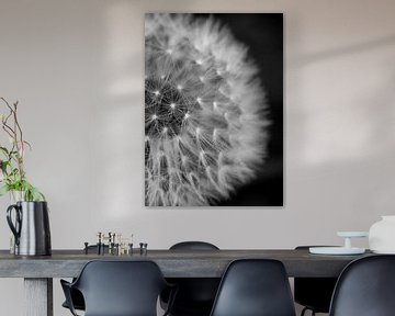 Closeup Dandelion (standing) | Picture | Black & White