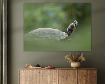Portrait of a turtle at the zoo by Ingrida Marunovaite