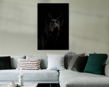 Black German shepherd dog by Michar Peppenster
