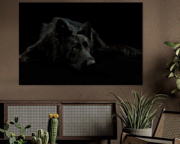 Reclining black German shepherd by Michar Peppenster