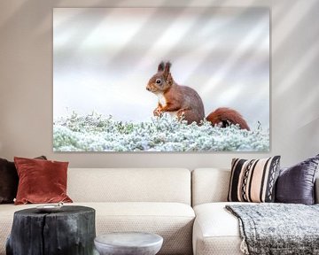 Écureuil rouge dans la mousse blanche givrée. sur Gonnie van de Schans